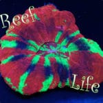 Reef Life Sticker